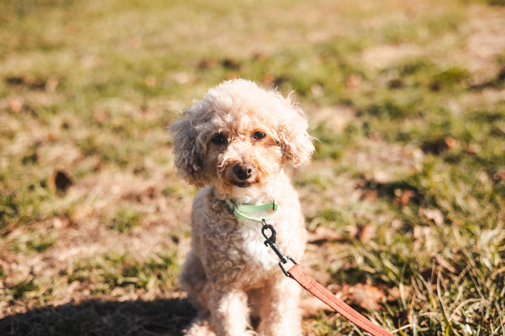 Tawny  Transport thumbnail 3