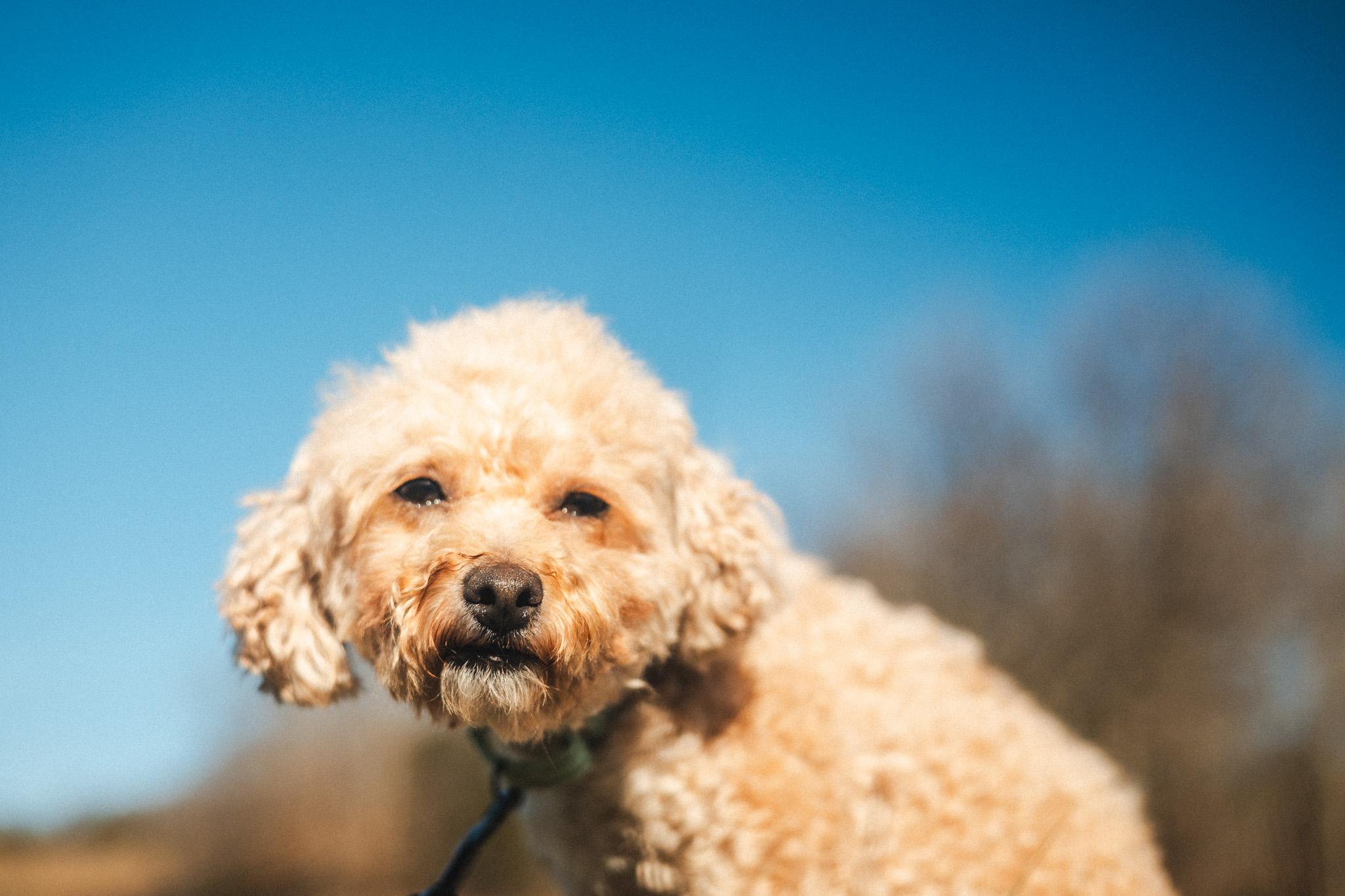 Tawny  Transport thumbnail 5