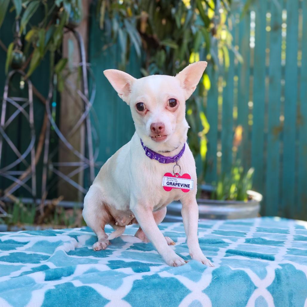 Grapevine, Adoptable, Senior Female Chihuahua.