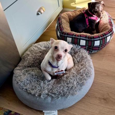 Grapevine, Adoptable, Senior Female Chihuahua.