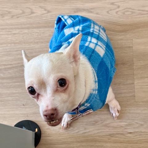 Enlarge Grapevine, a Adoptable Chihuahua in Wake Forest, NC image 2/6