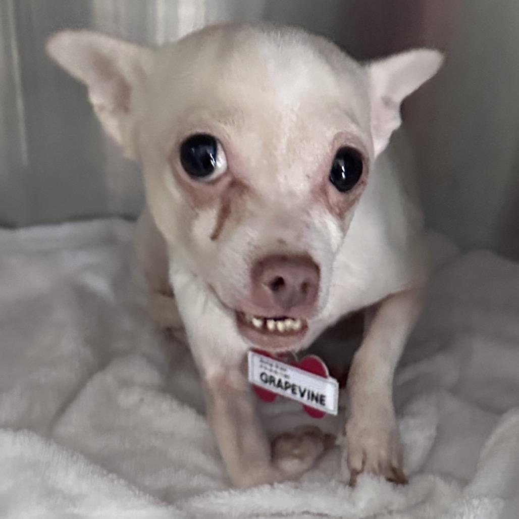 Enlarge Grapevine, a Adoptable Chihuahua in Wake Forest, NC image 3/6