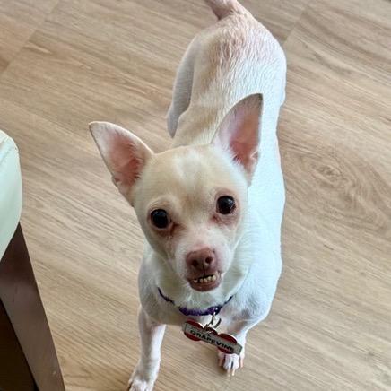 Enlarge Grapevine, a Adoptable Chihuahua in Wake Forest, NC image 4/6