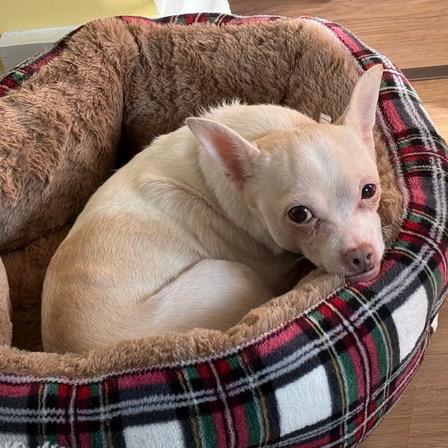 Enlarge Grapevine, a Adoptable Chihuahua in Wake Forest, NC image 5/6