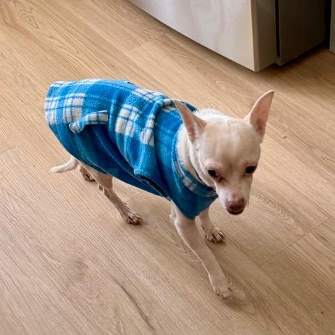 Enlarge Grapevine, a Adoptable Chihuahua in Wake Forest, NC image 6/6