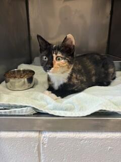Tori, Adoptable, Adult Female Domestic Short Hair.