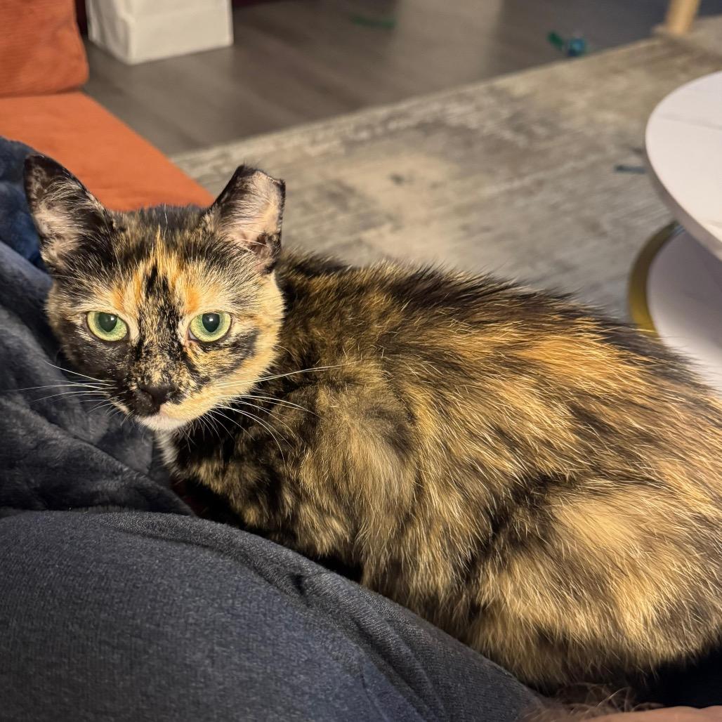 Benny (DC), a Adoptable Domestic Medium Hair in Washington, DC image 4/6