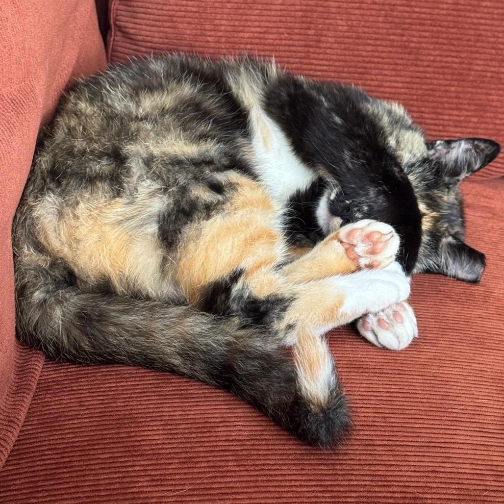 Benny (DC), a Adoptable Domestic Medium Hair in Washington, DC image 6/6
