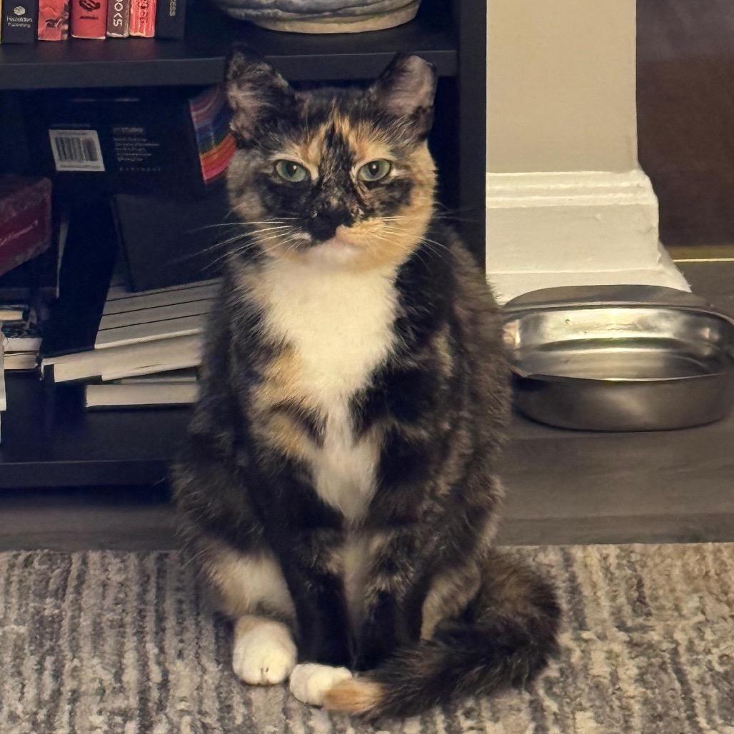 Benny (DC), a Adoptable Domestic Medium Hair in Washington, DC image 2/6