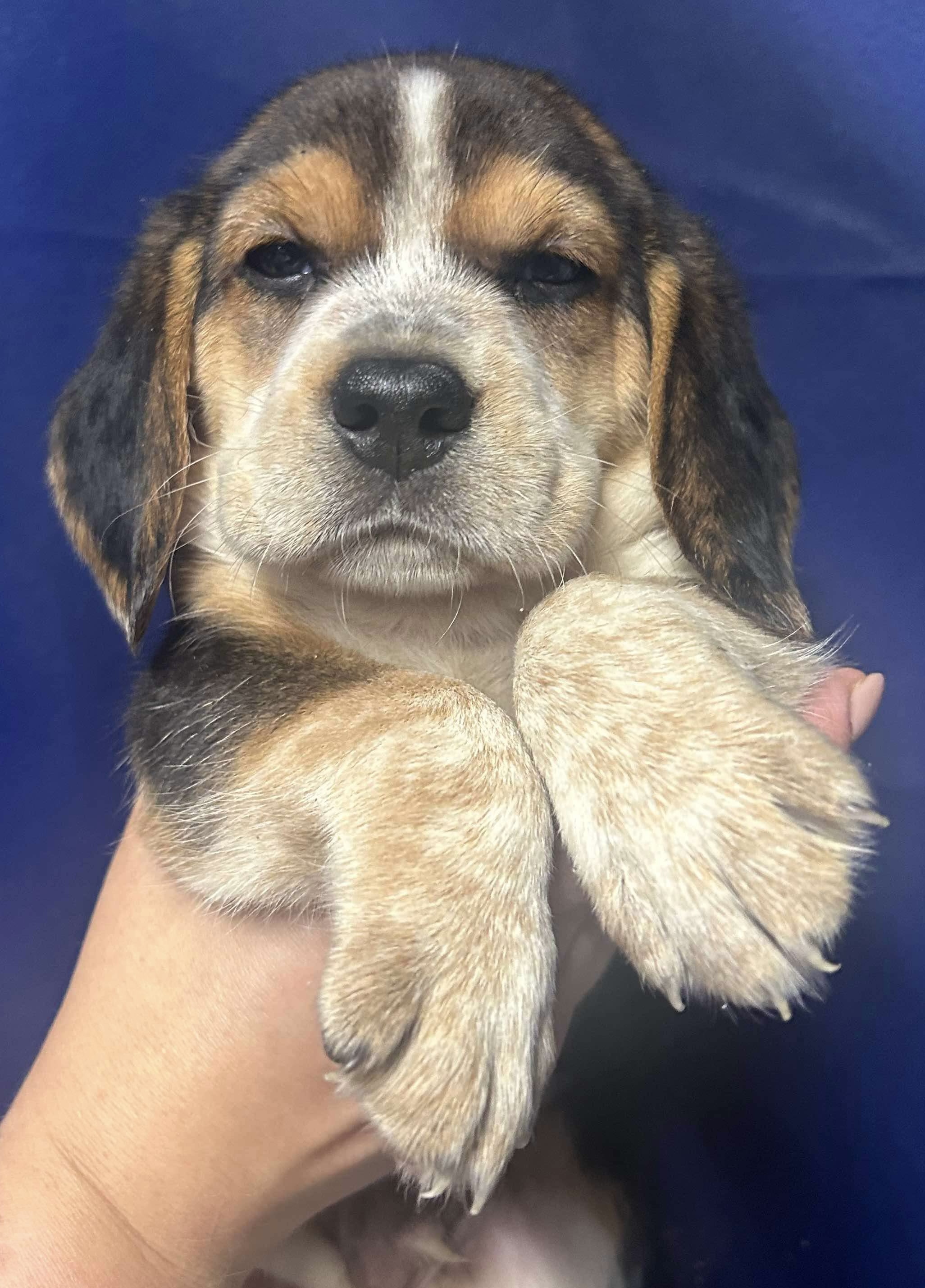 Joe, Adopted, Puppy Male Beagle.