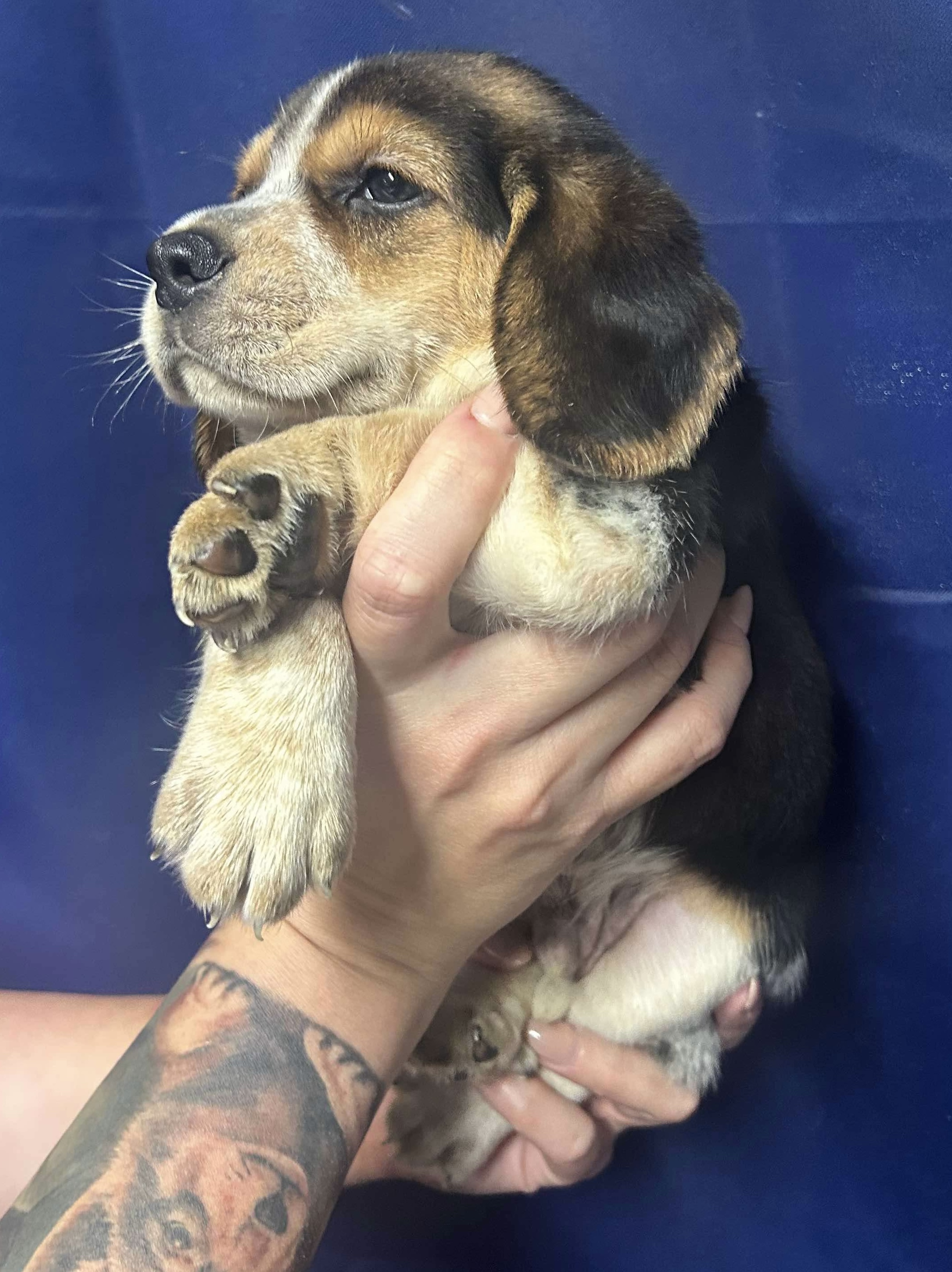 Enlarge Joe, a Adopted Beagle in Crosby, TX image 3/3