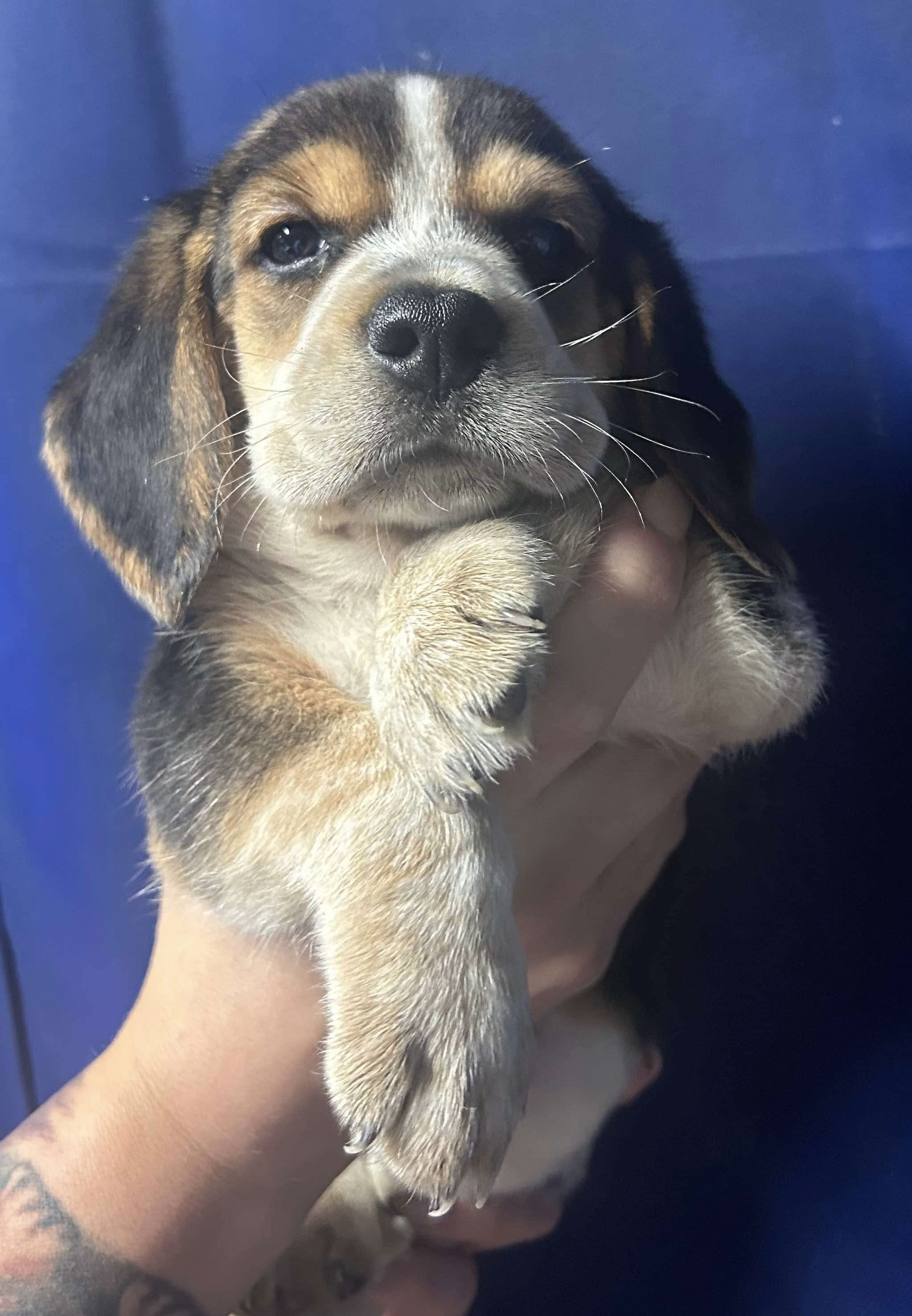 Enlarge Joe, a Adopted Beagle in Crosby, TX image 2/3