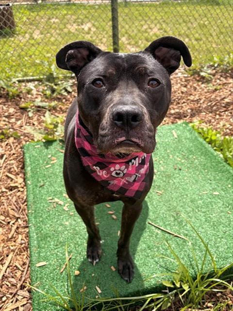 Enlarge ROSIE, a Adoptable mixed breed in Leesburg, VA image 1/1