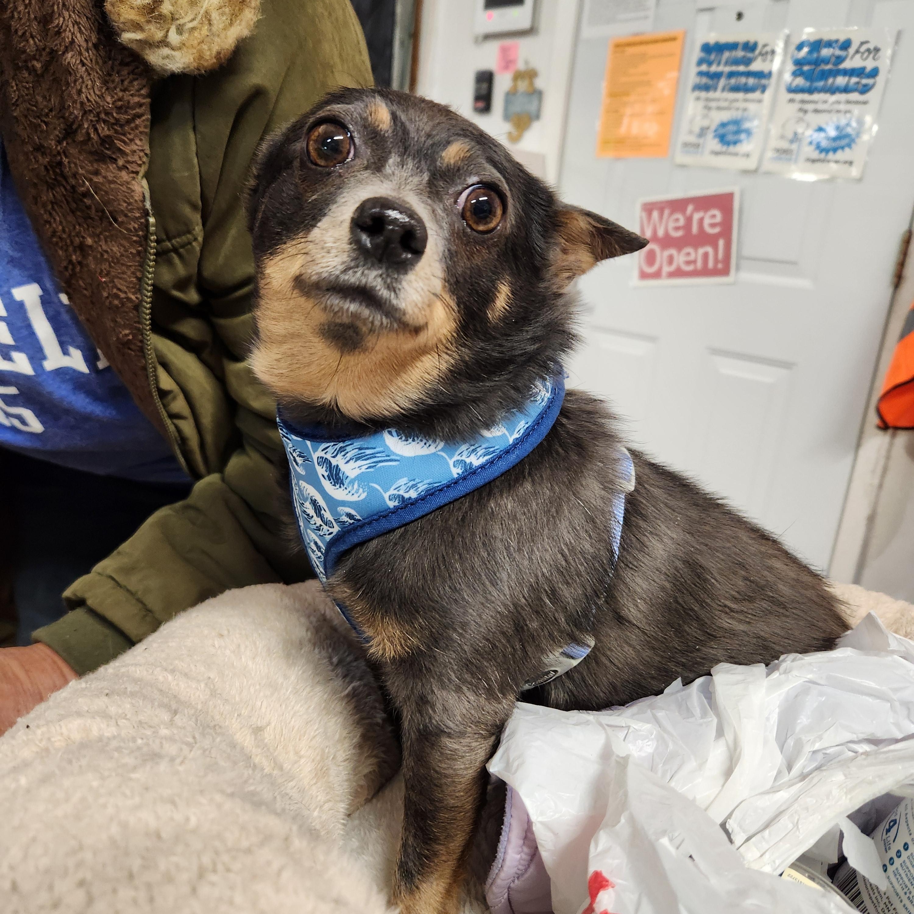 Enlarge Minnie, a Adoptable mixed breed in Cedar Rapids, IA image 1/6