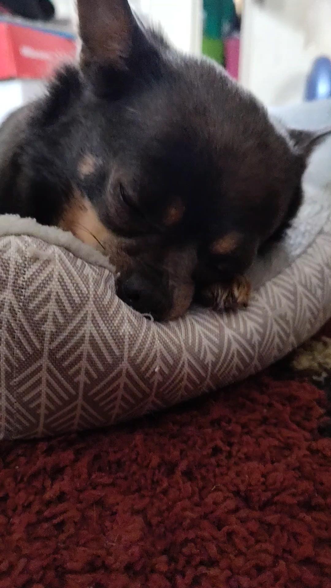 Enlarge Minnie, a Adoptable mixed breed in Cedar Rapids, IA image 3/6