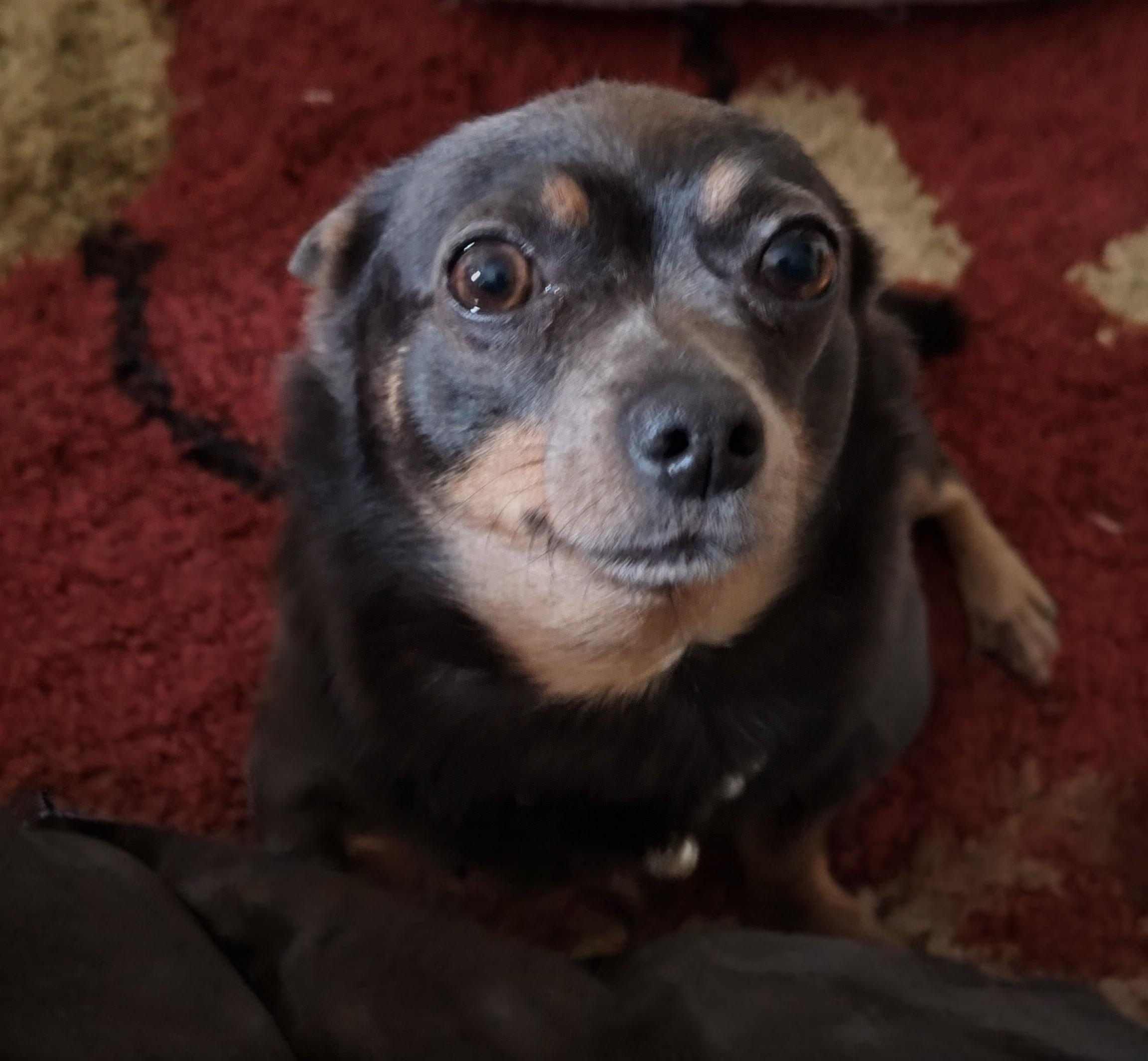 Enlarge Minnie, a Adoptable mixed breed in Cedar Rapids, IA image 4/6