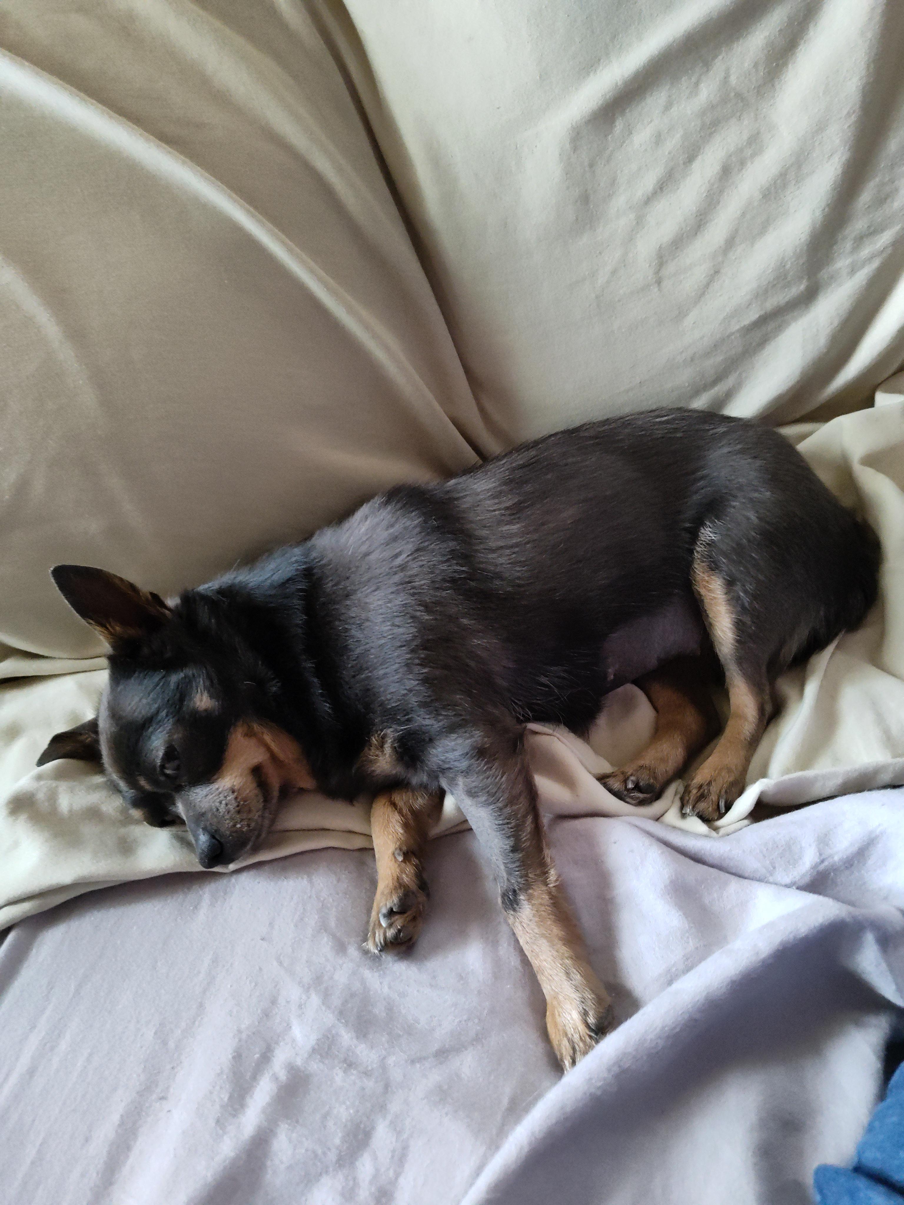 Enlarge Minnie, a Adoptable mixed breed in Cedar Rapids, IA image 5/6