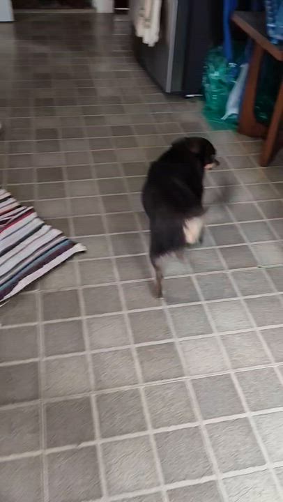 Enlarge Minnie, a Adoptable mixed breed in Cedar Rapids, IA video 6/6