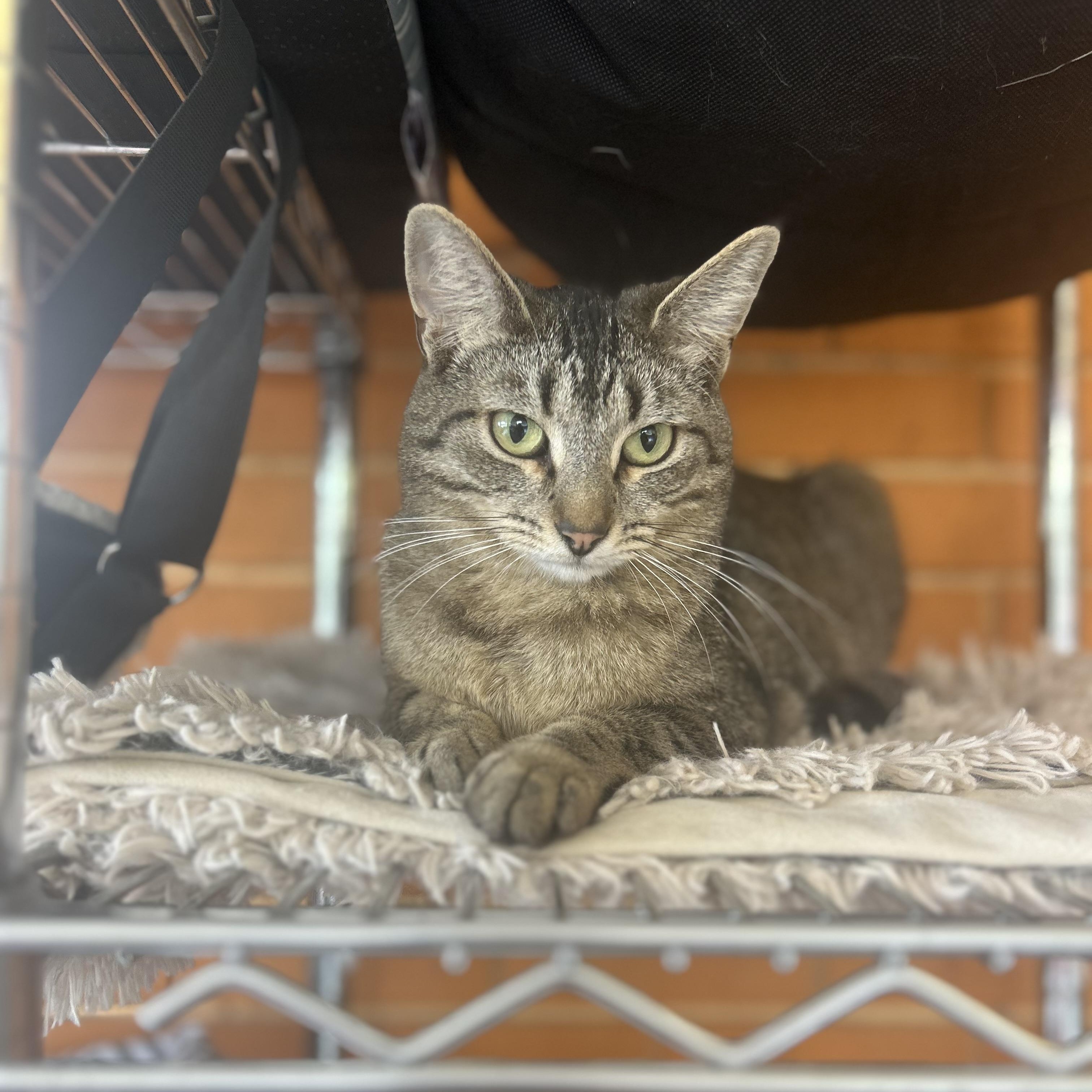 Enlarge Dominique, a Adoptable Tabby in Madison Heights, MI image 2/3