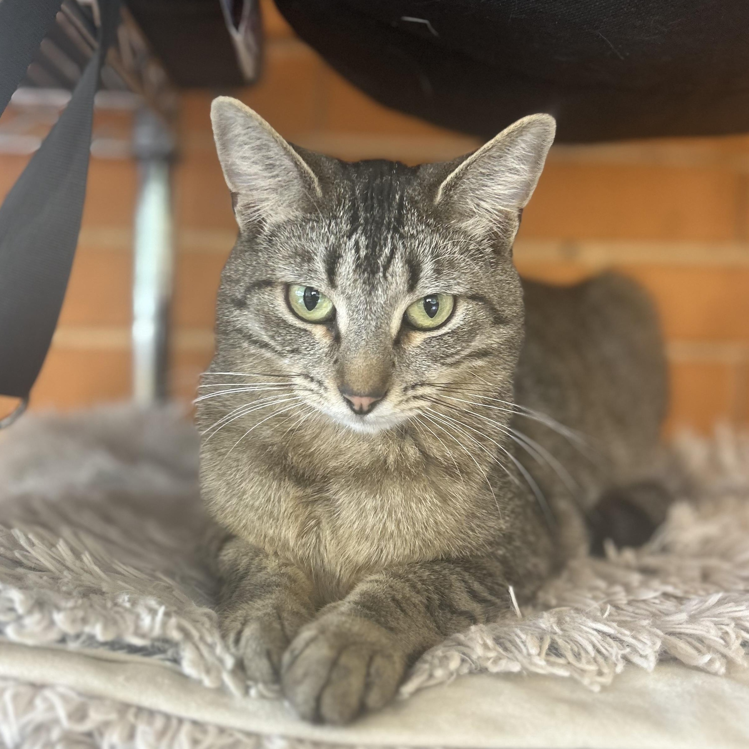 Enlarge Dominique, a Adoptable Tabby in Madison Heights, MI image 1/3