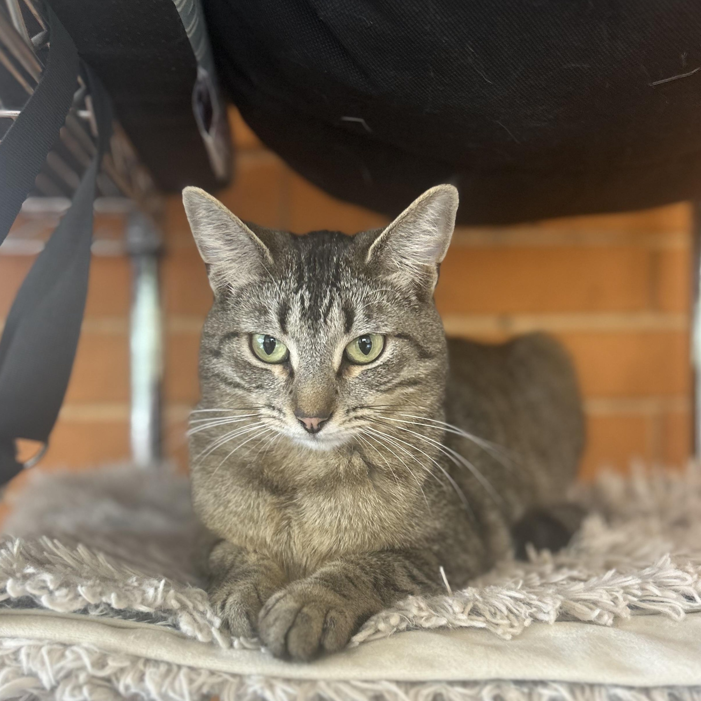 Enlarge Dominique, a Adoptable Tabby in Madison Heights, MI image 3/3
