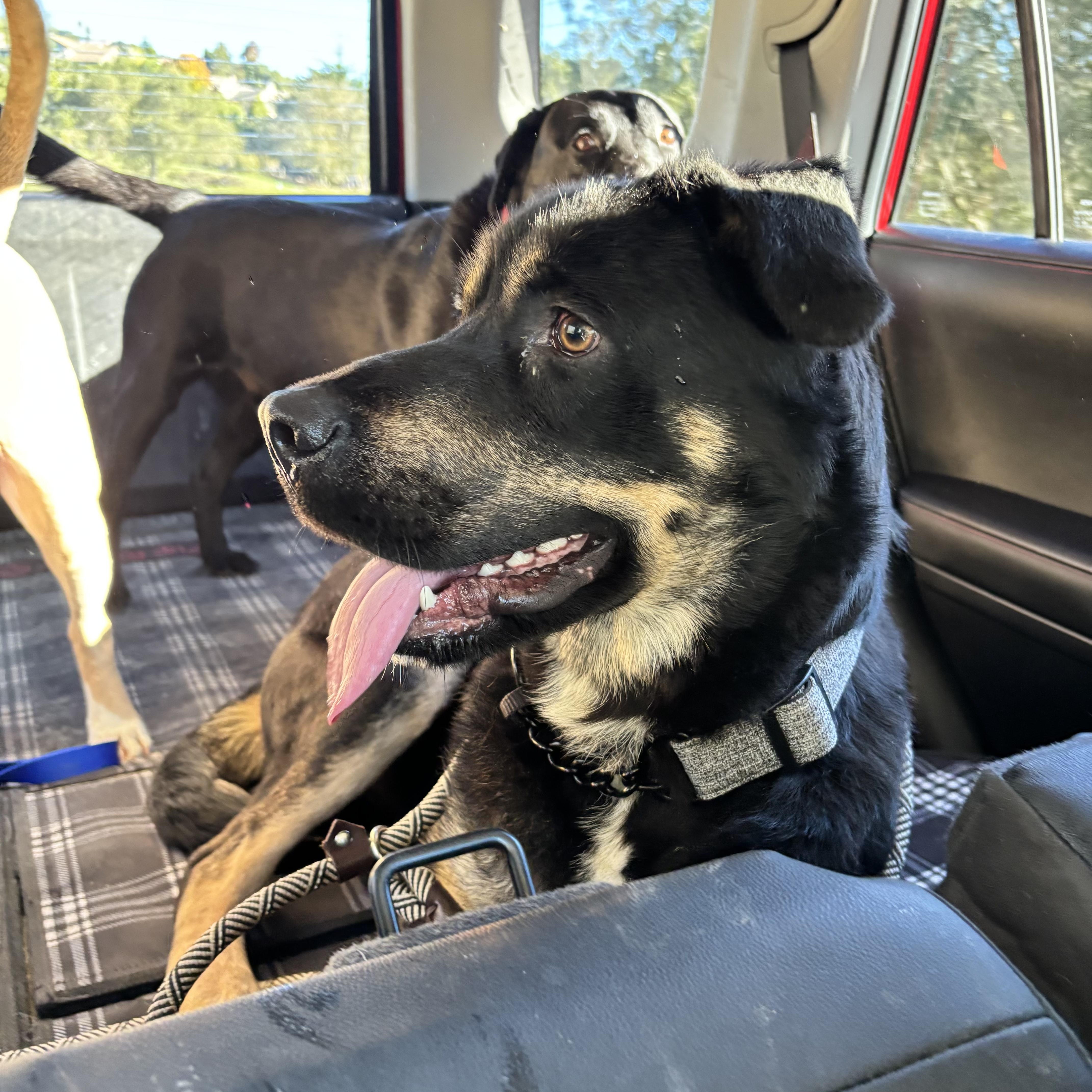 Enlarge Roscoe - Courtesy Post, an adoptable mixed breed in Arroyo Grande, CA image 4/6