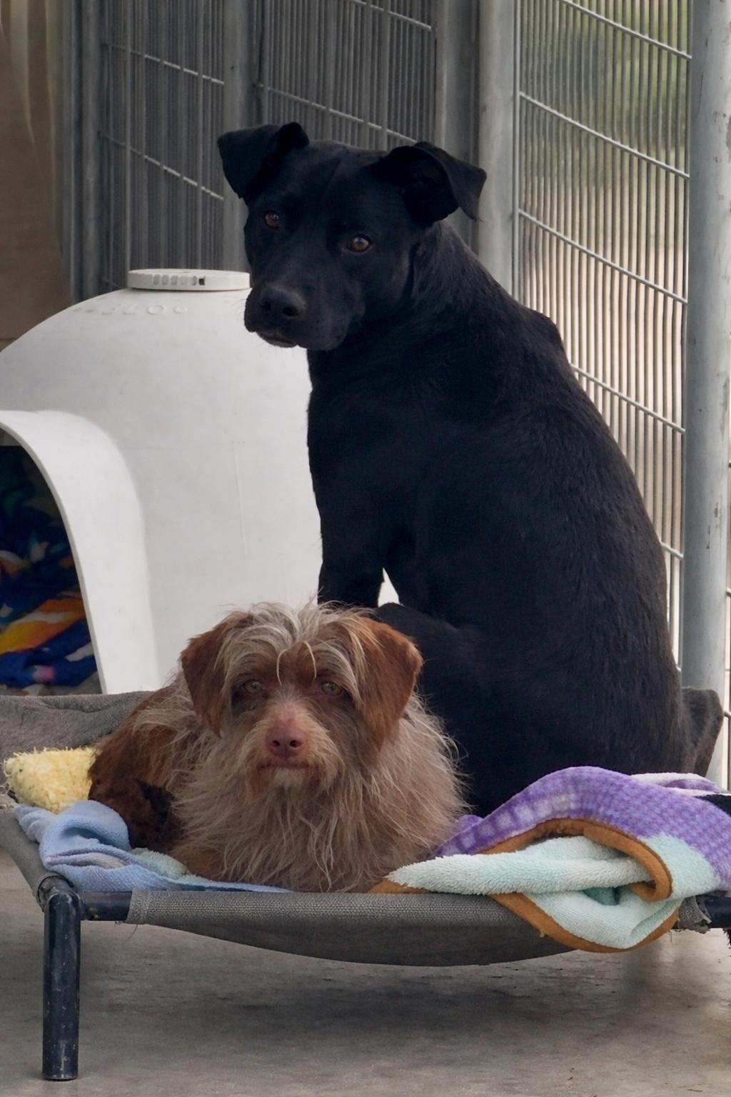 Enlarge Ruca, a ADOPTABLE mixed breed in Littlerock, CA image 3/3