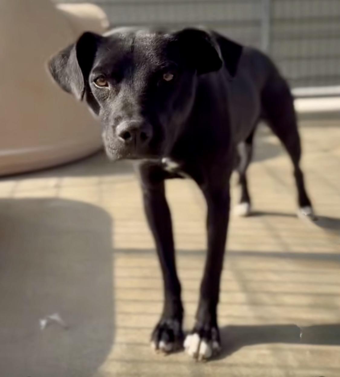 Enlarge Ruca, a ADOPTABLE mixed breed in Littlerock, CA image 1/3