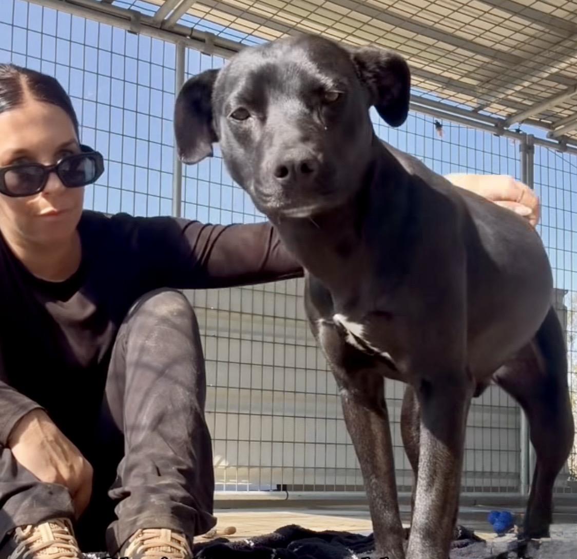 Enlarge Ruca, a ADOPTABLE mixed breed in Littlerock, CA image 2/3