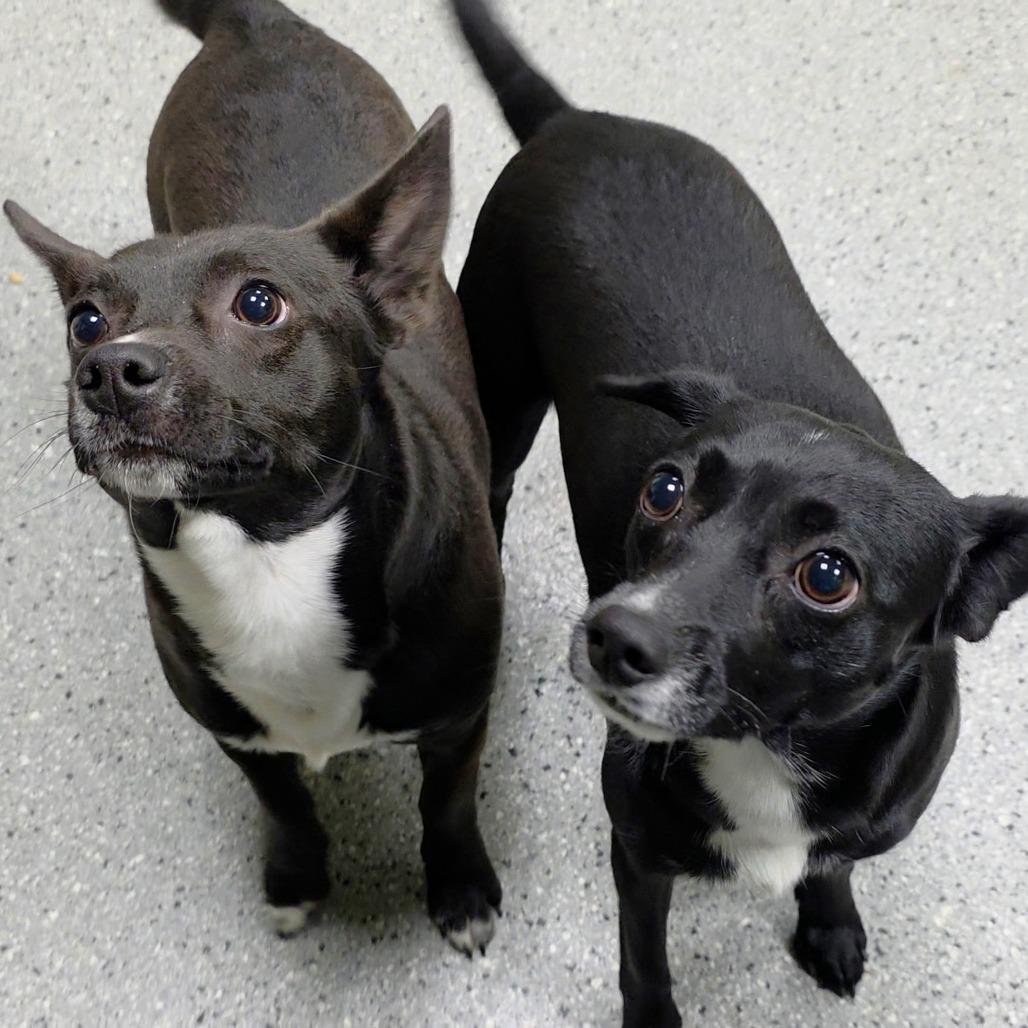 Lil, Adoptable, Adult Female Terrier.