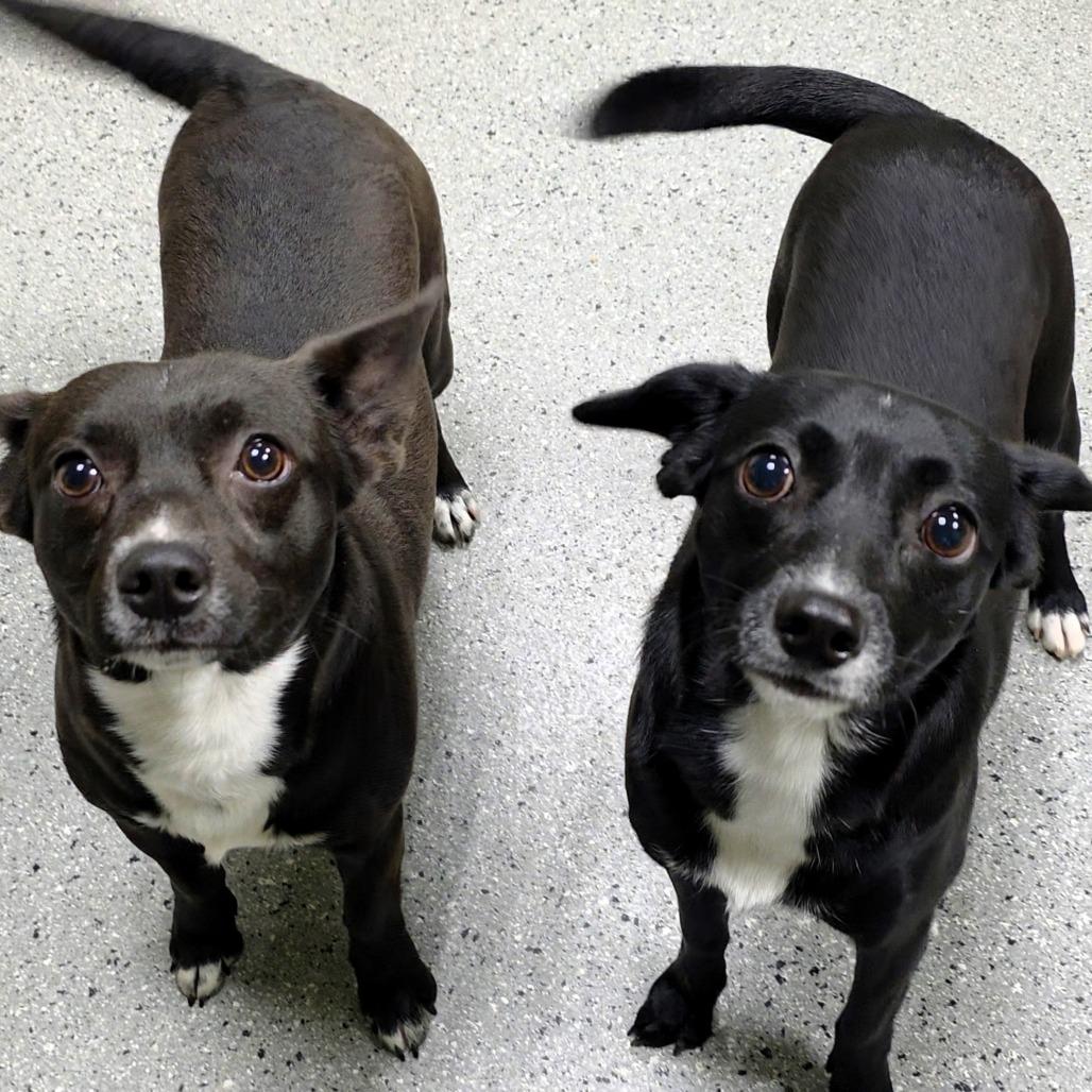 Enlarge Lil, a Adoptable Terrier in Michigan City, IN image 2/6