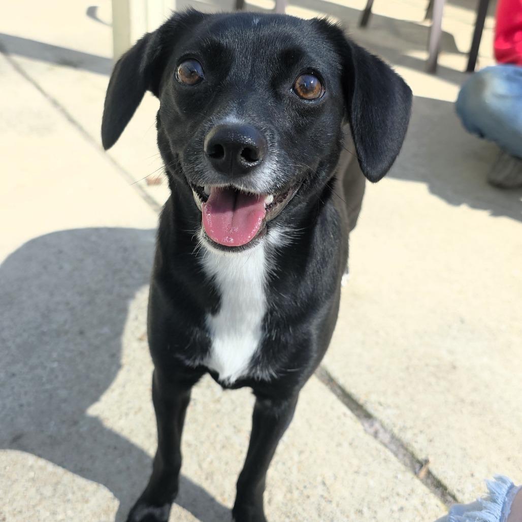 Enlarge Lil, a Adoptable Terrier in Michigan City, IN image 3/6