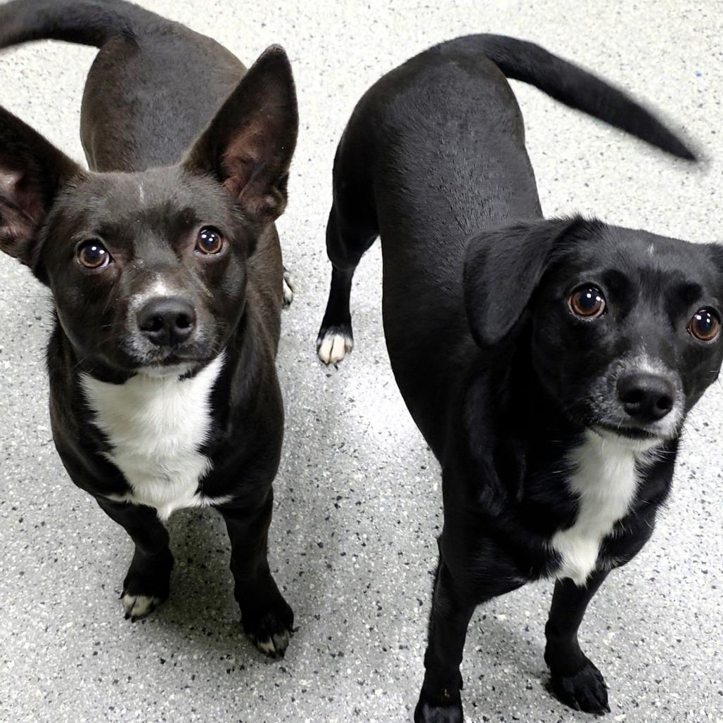 Enlarge Lil, a Adoptable Terrier in Michigan City, IN image 4/6