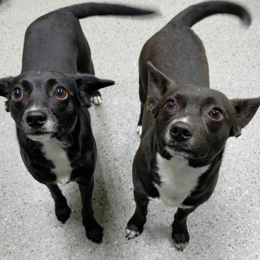 Enlarge Lil, a Adoptable Terrier in Michigan City, IN image 6/6