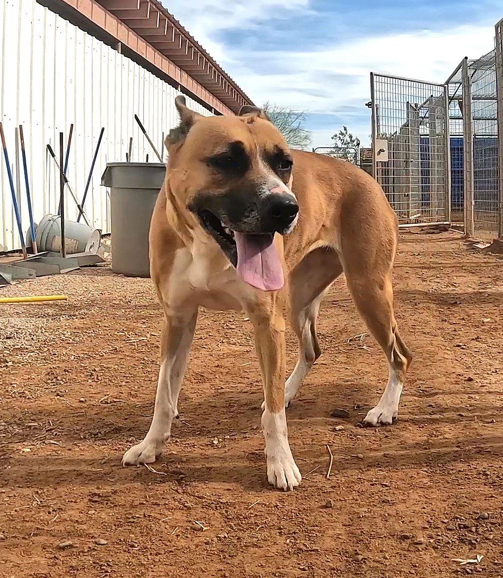 Lafonda, a Adoptable Boxer in Queen Creek, AZ image 1/3