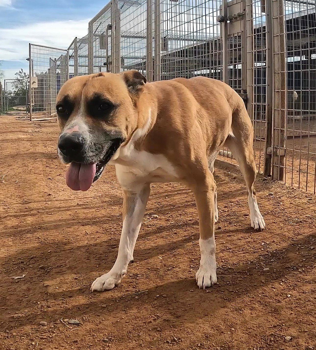 Lafonda, a Adoptable Boxer in Queen Creek, AZ image 2/3