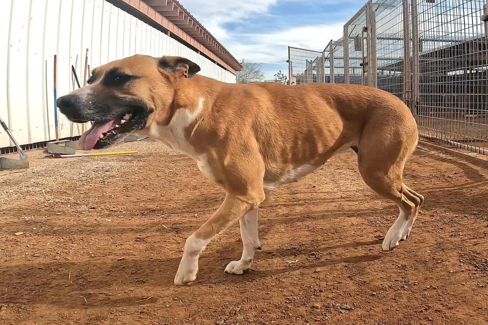 Lafonda, a Adoptable Boxer in Queen Creek, AZ image 3/3