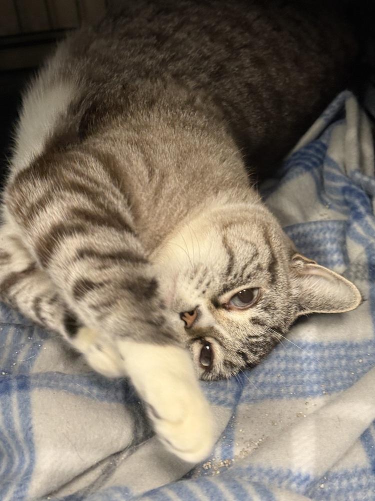 AC Sushi, Adoptable, Adult Female Domestic Short Hair & Siamese.