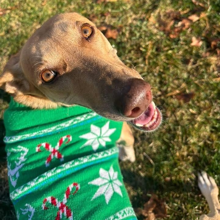 Enlarge Pipi, a Adoptable Mixed Breed in Yaphank, NY image 1/5