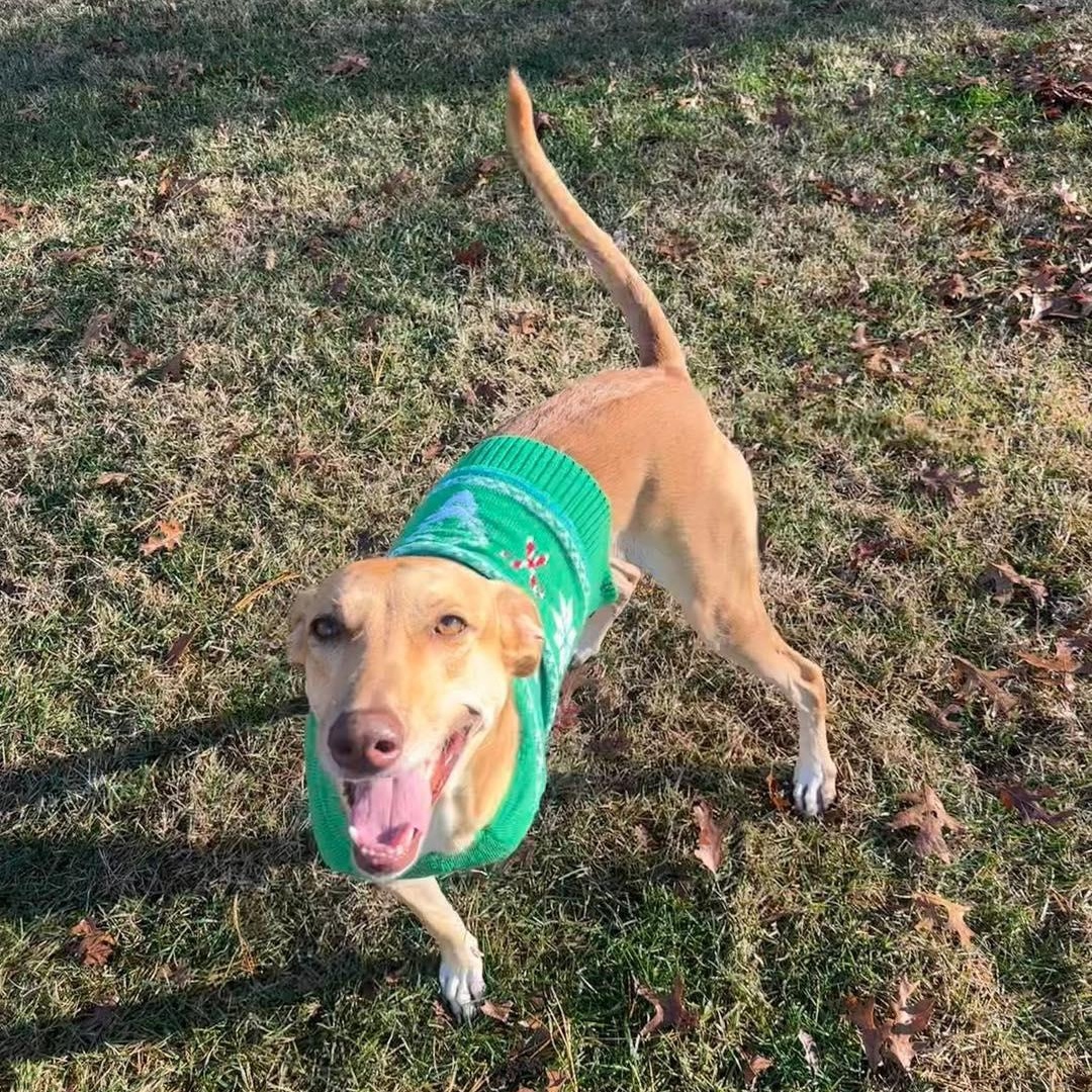 Enlarge Pipi, a Adoptable Mixed Breed in Yaphank, NY image 2/5