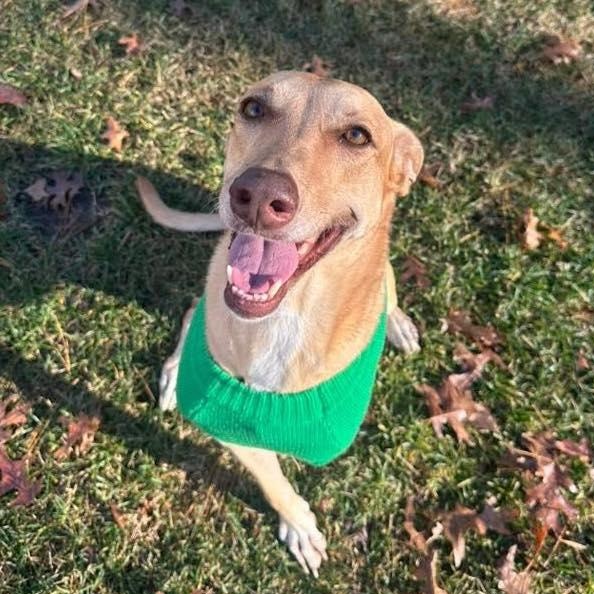 Enlarge Pipi, a Adoptable Mixed Breed in Yaphank, NY image 3/5