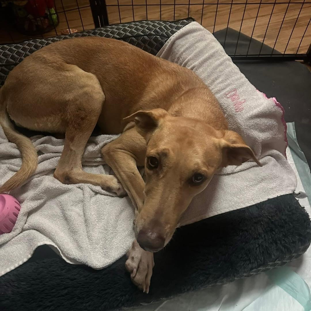 Enlarge Pipi, a Adoptable Mixed Breed in Yaphank, NY image 4/5