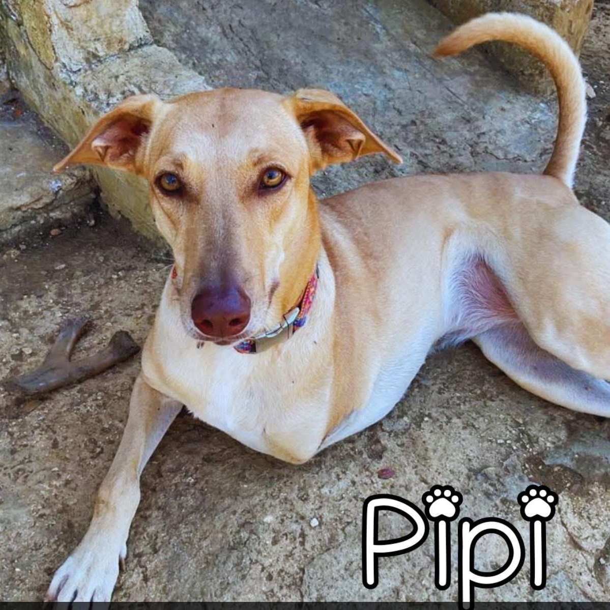 Enlarge Pipi, a Adoptable Mixed Breed in Yaphank, NY image 1/1