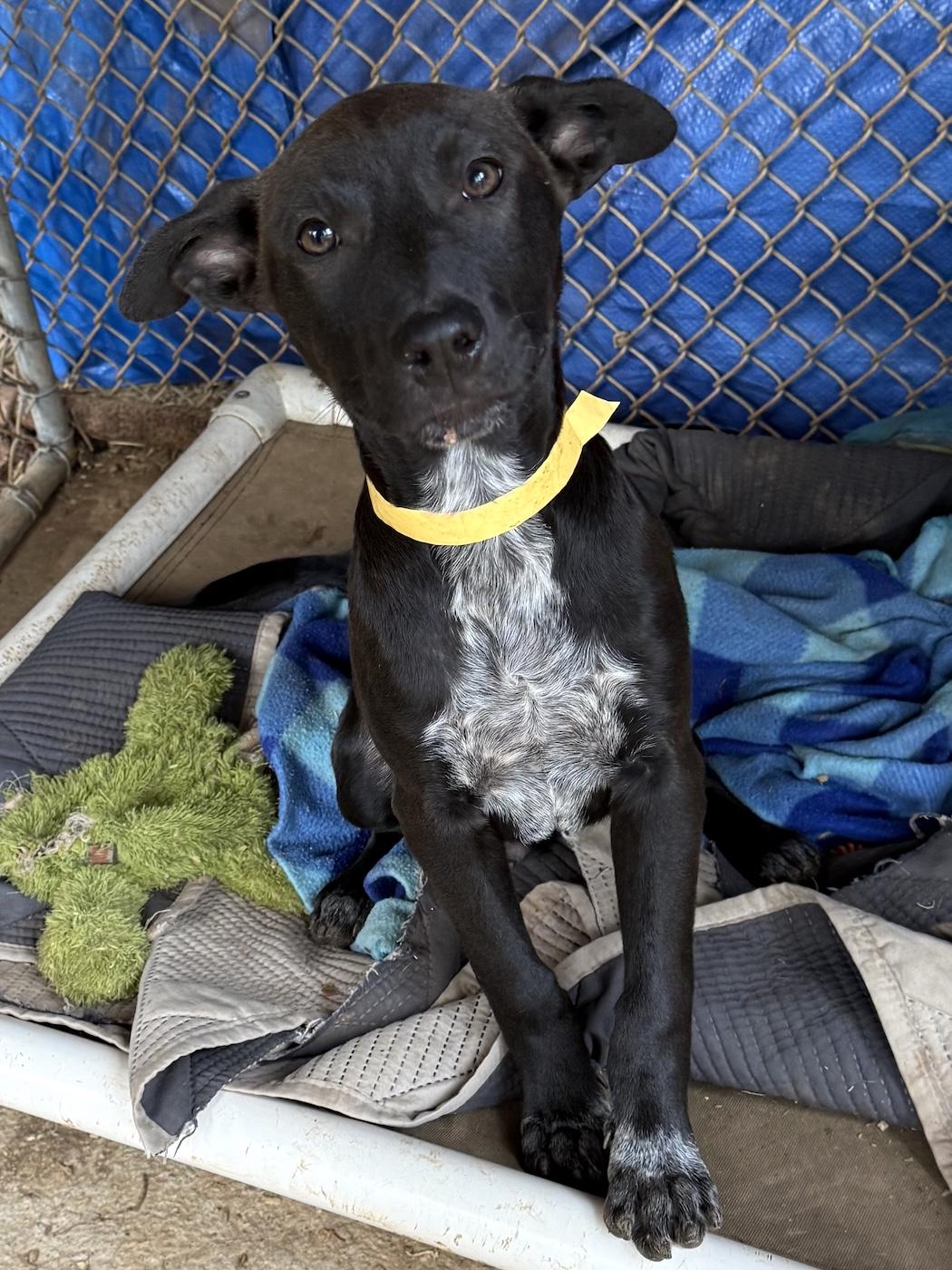 Enlarge Dixie, a Adopted mixed breed in Bedford, VA image 1/3