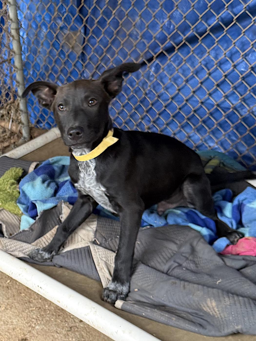 Enlarge Dixie, a Adopted mixed breed in Bedford, VA image 2/3