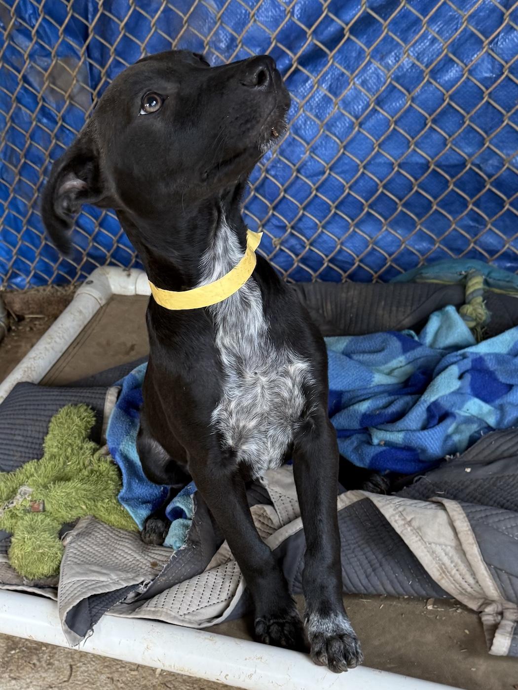 Enlarge Dixie, a Adopted mixed breed in Bedford, VA image 3/3