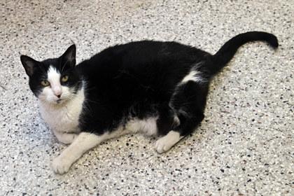 Enlarge Sallie, a Adoptable Domestic Short Hair in Baton Rouge, LA image 1/1