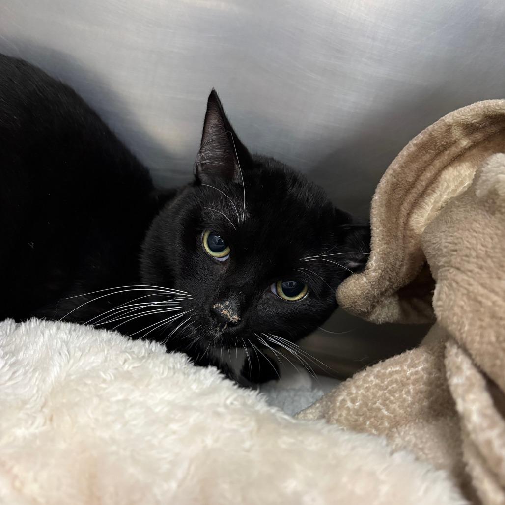 Enlarge Pickles, a Adoptable American Shorthair in Brockton, MA image 1/1