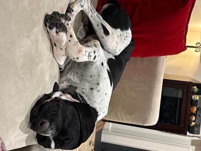 Enlarge George, a Adoptable German Shorthaired Pointer in Alexandria, VA image 2/6