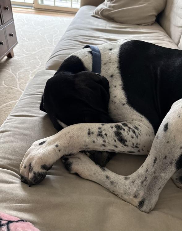 Enlarge George, a Adoptable German Shorthaired Pointer in Alexandria, VA image 3/6
